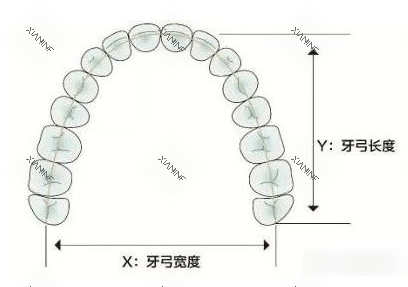 牙弓尺寸照片.gif