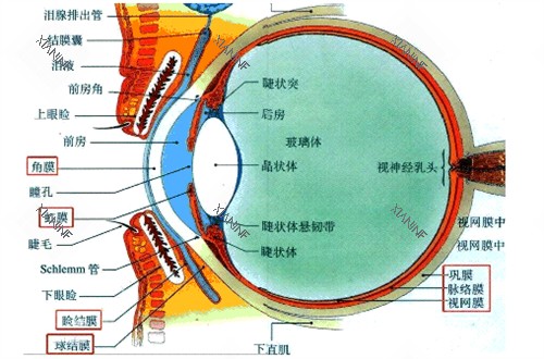后巩膜加固术图.jpg