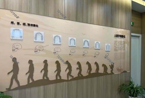 衢州可恩口腔人类进化展示图.jpg